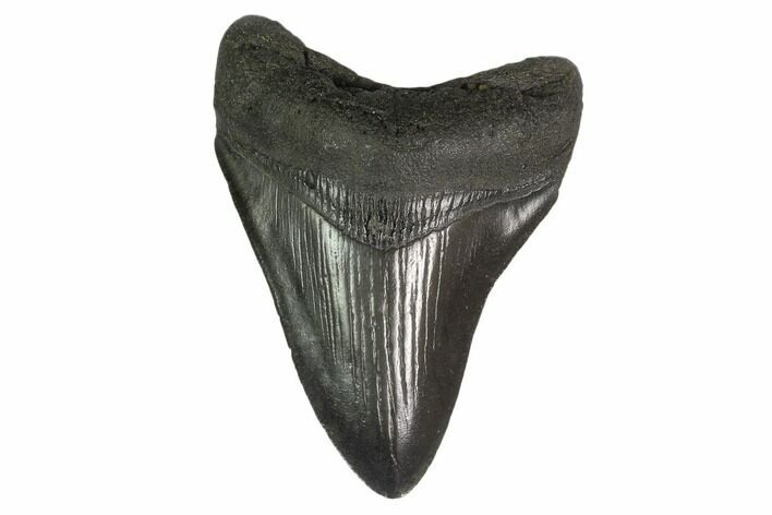Fossil Megalodon Tooth - South Carolina #130838